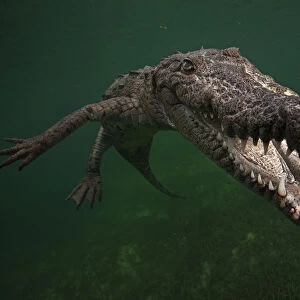 American crocodile (Crocodylus acutus), underwater, Jardines de la Reina / Gardens
