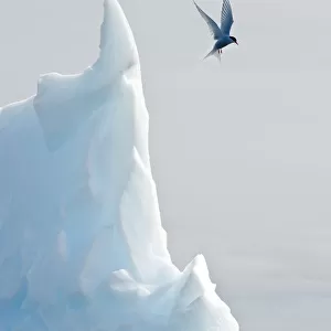 Arctic tern (Sterna Paradisaea) hovering in flight over an iceberg. Peterman Island
