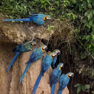 Blue and yellow macaws (Ara ararauna) at claylick close to the Tambopata river, Tambopata Reserve