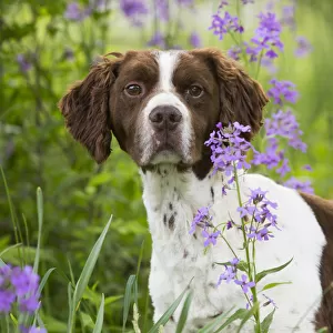 Brittany dog among Phlox, in field, Amston, Connecticut, USA