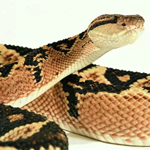 Bushmaster (Lachesis muta) with white background, captive from South America
