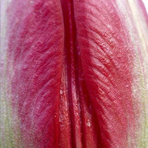 Close-up of closed Tulip (Tulipa doerfleri) flower, Spili, Crete, Greece, April 2009