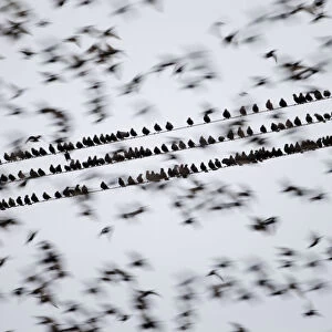 Common starlings (Sturnus vulgaris) gathering on telephone wires pre-roost, Solway Firth