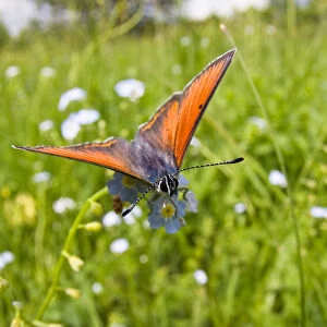 Copper butterfly (Lycaena sp) on Forget-me-not (Myosotis sp) Poloniny National Park