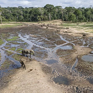 Drone aerial view of group of African forest elephants (Loxodonta cyclotis) searching for mineral salts in Dzanga-Sangha National Park, Central African Republic