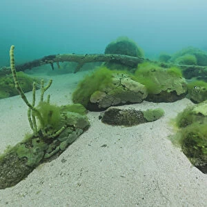 Endemic sponge (Lubomirskia baicalensis) encrusting rocks and branches on the lake floor