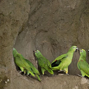 A flock of Mealy Amazon Parrot (Amazona farinosa) eating clay. Yasuni National Park