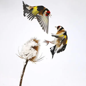Goldfinches (Carduelis carduelis) squabbling over teasel seeds in winter. Hope Farm RSPB reserve