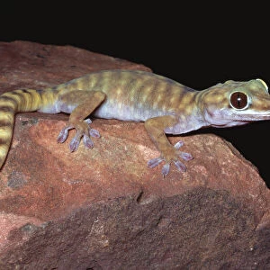 Gravid female Giant cave gecko {Pseudothecadactylus lindneri lindneri} NT, Australia