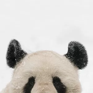 Head portrait of Giant panda (Ailuropoda melanoleuca) covered in snow captive (born