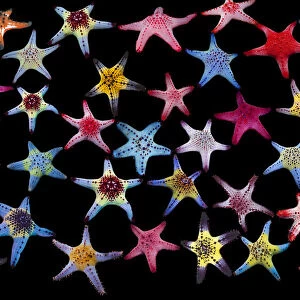 Honeycomb / Cushion starfish (Pentaceraster alveolatus) composite image on black background showing colour variations Malapascua Island, Philippines, Indo-Pacific species