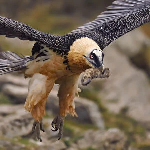 Lammergeier or Bearded vulture, adult, Gypaetus barbatus, at feeding site and wildlife