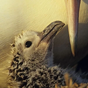 Laysan albatross (Phoebastria immutabilis) chick in the nest