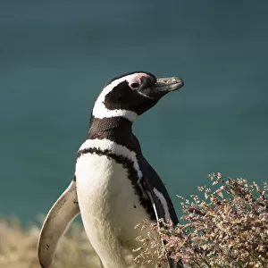 Magellanic Penguin (Spheniscus magellanicus) portrait in grass, New Island, Falkland