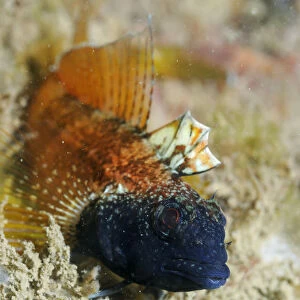 Male Black faced blenny (Tripterygion delaisi), part of a sequence showing colour change