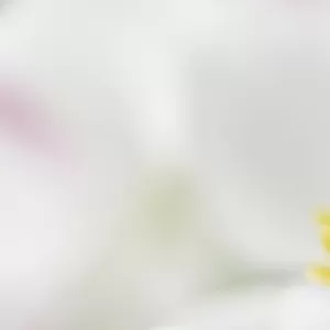 Narcissus-flowered anemone (Anemone narcissiflora) close-up of flower, Liechtenstein