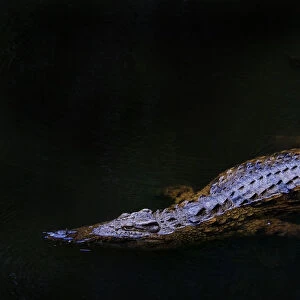 Nile crocodile (Crocodylus niloticus) partially submerged at night, captive, Madagascar