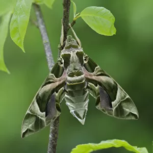 Oleander Hawkmoth (Daphnis nerii) resting, Southern Sicily, Italy. March