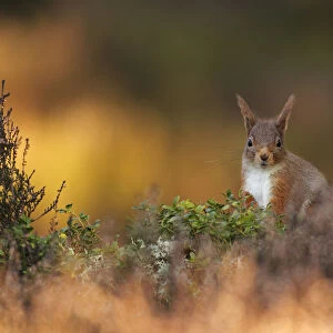 Red Squirrel (Sciurus vulgaris) foraging amongst heather as first light hits forest floor
