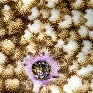 RF - Portrait of Coral hermit crab (Paguritta harmsi) living in a hard coral colony