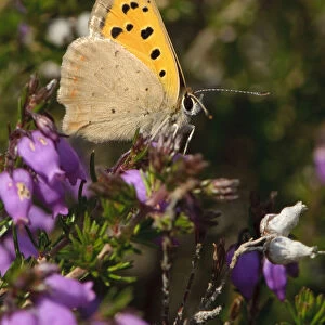 Small copper butterfly (Lycaena phlaeas) on Bell heather (Erica cinerea), Minsmere RSPB reserve