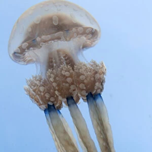 Spotted jellyfish (Mastigias papua) Inanuran Island, Danajon Bank, Central Visayas