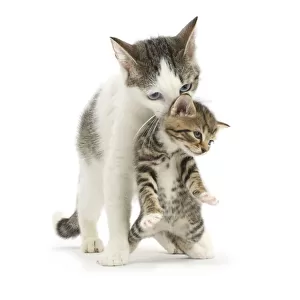 Tabby-and-white Siberian-cross mother cat carrying her tabby kitten, 4 weeks