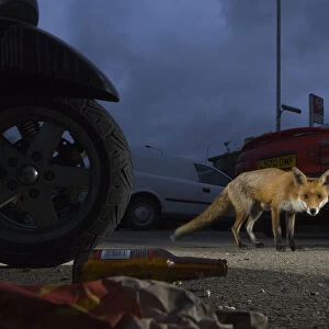 Urban Red fox (Vulpes vulpes) near parked vehicles with litter on the ground, London, May