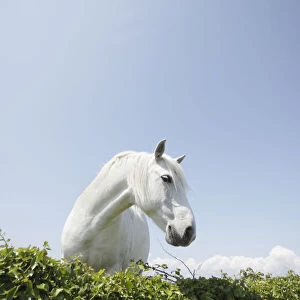 White horse, The Burren region, County Clare, Ireland, June 2009