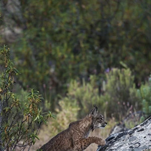 Wild Iberian lynx (Lynx pardinus) male, one year, climbing onto rock, Sierra de Andjar Natural Park