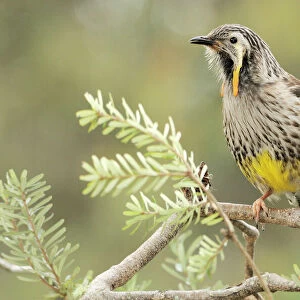 Honeyeaters Related Images