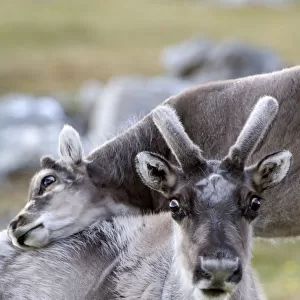 Young Svalbard reindeer (Rangifer tarandus platyrhynchus) rubbing its head on adults back