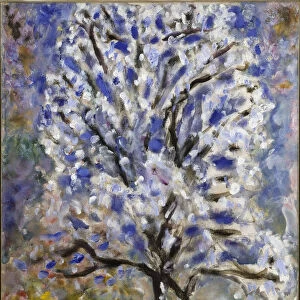 Almond tree blossoms, ca 1947
