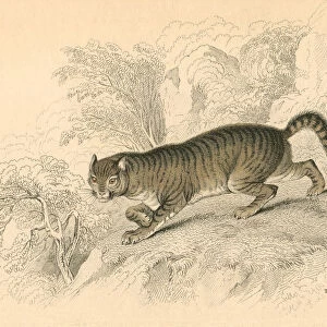 European wild cat (Felis silvestris), 1828