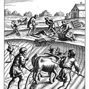 Ploughing with oxen, sowing seed broadcast and harrowing, 18th century