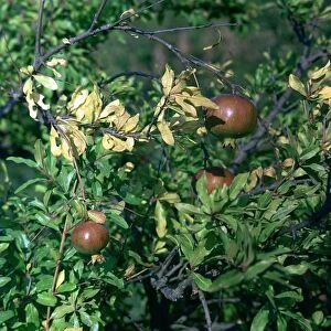 Pomegranates in Sicily