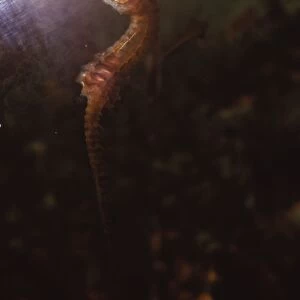 Seahorse, (Hippocampus), 20th century. Artist: CM Dixon