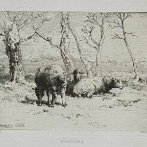 Sheep, 1868. Creator: Charles-Emile Jacque (French, 1813-1894)
