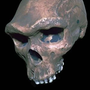 Skull of Homo Sapiens