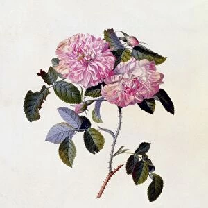 The Striped Monthly Rose, c. 1745 (hand coloured engraving)