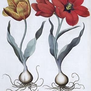 Tulips, 1613