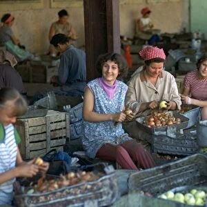 Workers at a factory preparing vegetables. Artist: CM Dixon