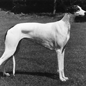 Fall / Greyhound / 1980