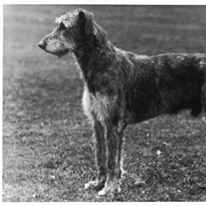 Fall / Wolfhound / 1949