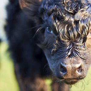 Close-Up of Newborn Banded Galloway Calf, Cotswolds, Gloucestershire, England, United Kingdom