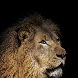 Closeup Of Lion Head, Black Background