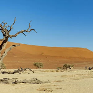 Deadvlei, a white clay pan surrounded by the highest sand dunes in the world, Namib Desert, Namibia
