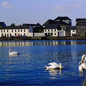 Galway City, County Galway, Ireland; Quay With Swans