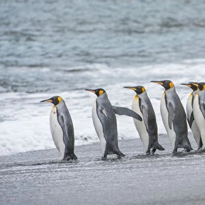 Group of king penguins on the beach waiting to enter the ocean, South Georgia Island, Antarctica