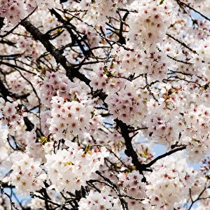 Japan, Cherry Blossom Season; Tokyo, Shinjuku Gyoen Park